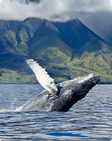whale watching